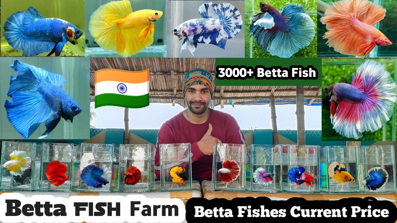 Betta Fish | Betta Fish Farm in India | Fighter Fishes Price | Betta Fish Price