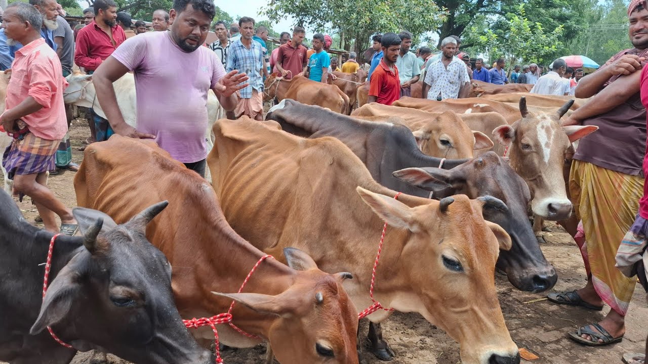 আজ ১৮/১/২৬ | চট্রগ্রামের খামারী কেমন দামে হাড্ডিসার গাভী কিনছেন | আমবা হাট 