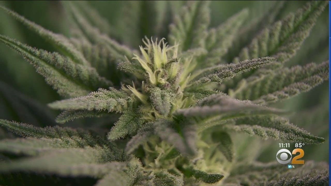 New York Reducing Penalties For Marijuana Possession