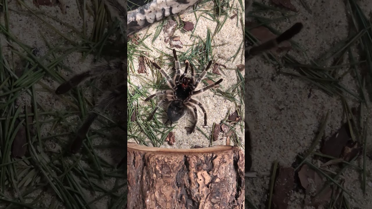 Harriet the Chilean Rose Haired Tarantula Molts!