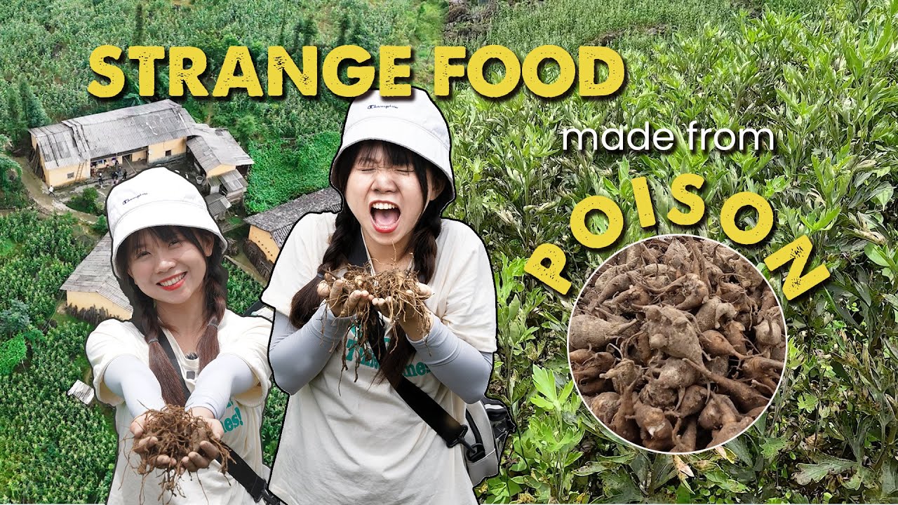 Hunting For Poison Ingredients To Cook Dishes | Travel Tales | Poison Food | Travel Vlog