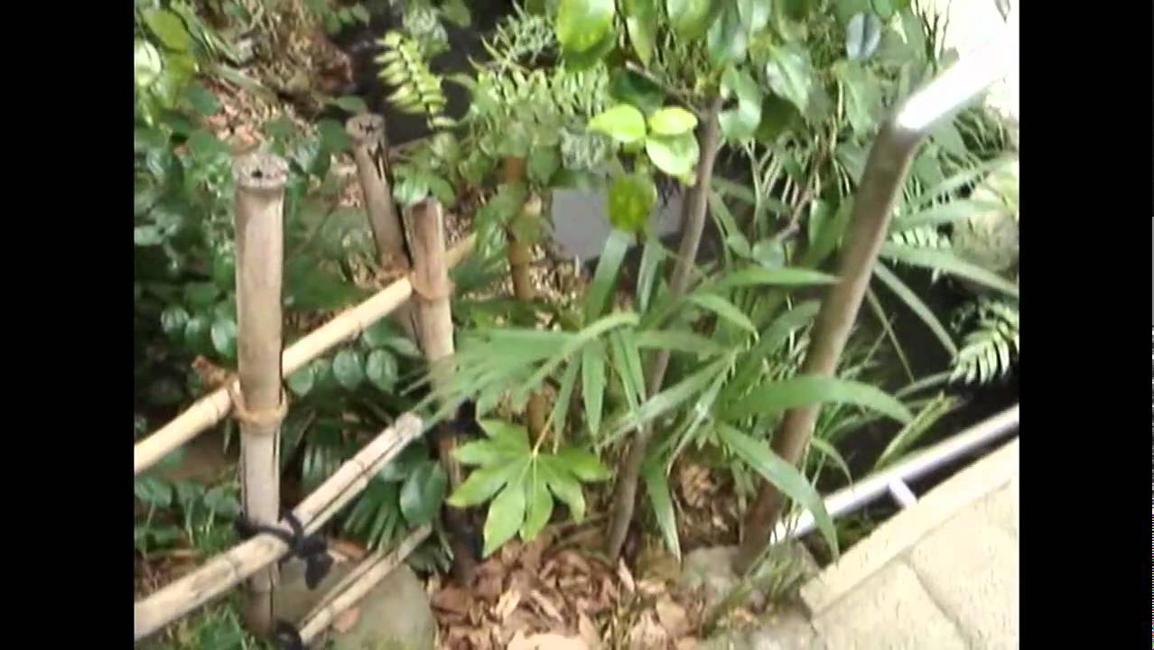 Basho House Garden (Tokyo, 2008)