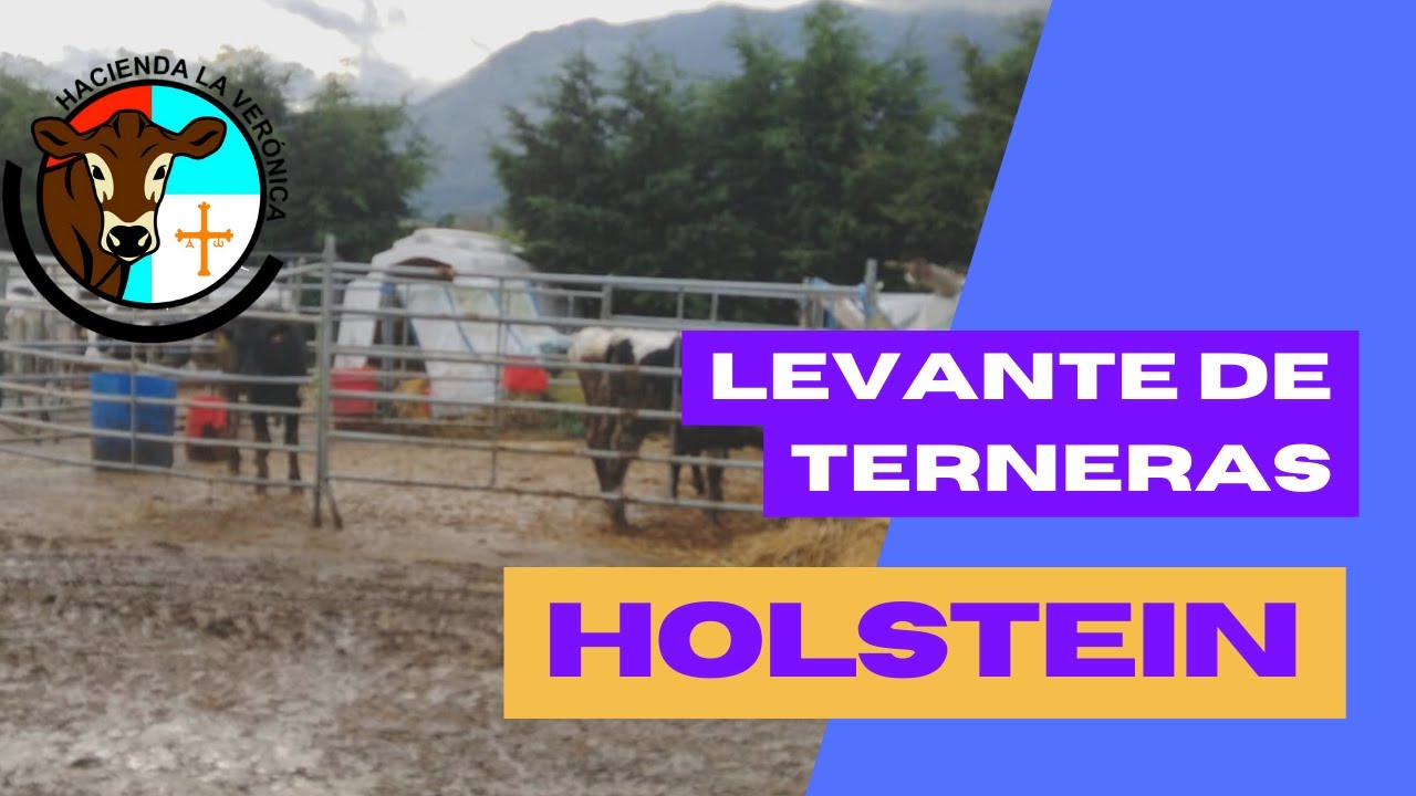 LEVANTE DE TERNERAS CONFINADAS