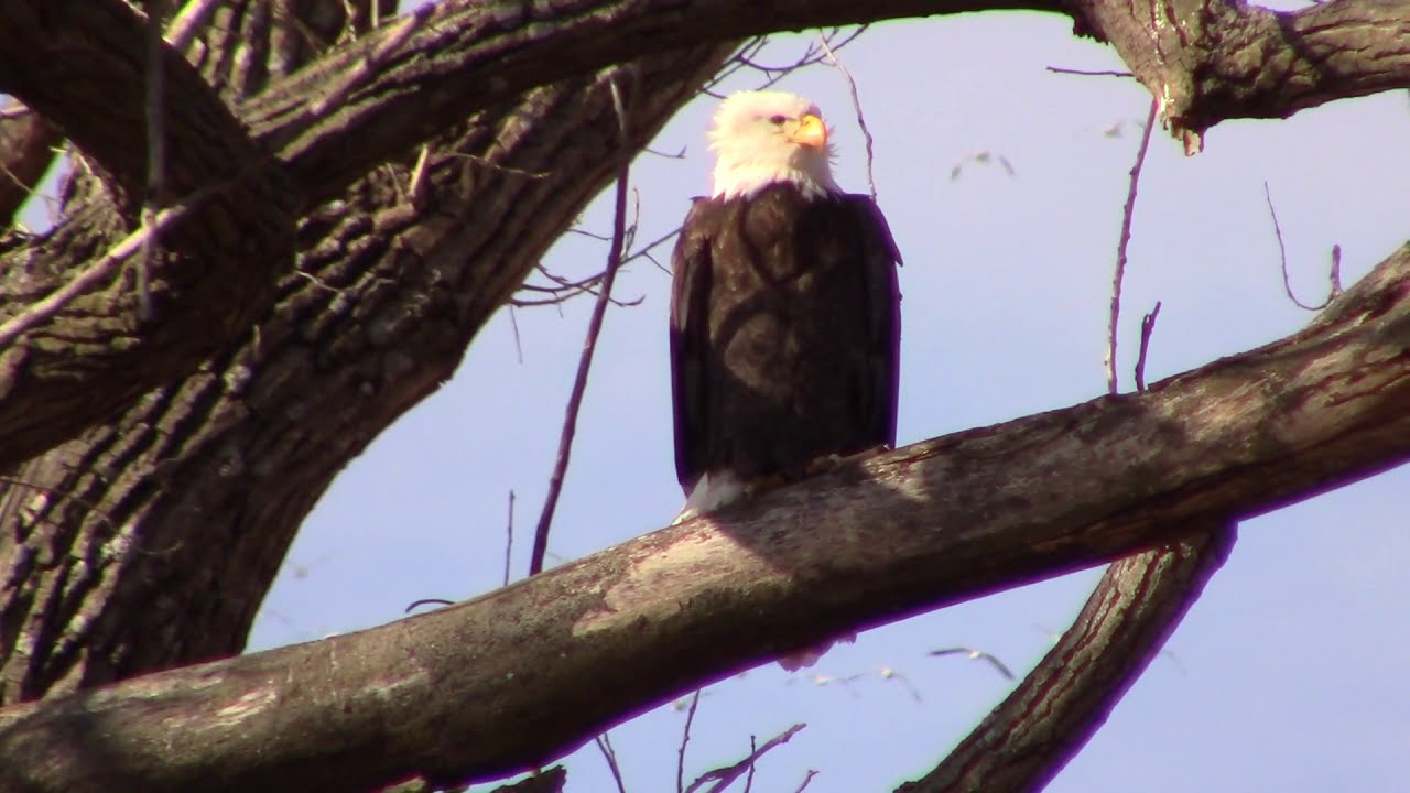 My Trip to See Bald Eagles at Loess Bluffs National Wildlife Refuge