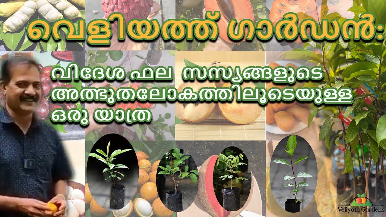 വെളിയത്ത് ഗാർഡൻ: വിദേശ ഫല സസ്യങ്ങളുടെ അത്ഭുതലോകത്തിലൂടെയുള്ള ഒരു യാത്ര....