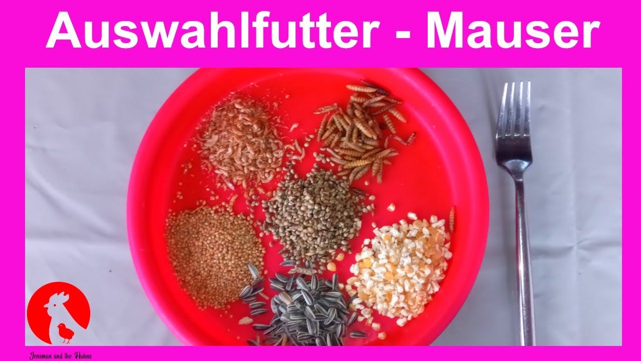 014 Auswahlfutter f&uuml;r H&uuml;hner - Verbrauch w&auml;hrend der Mauser (Teil 3) - Jensman and the Huhns🐔