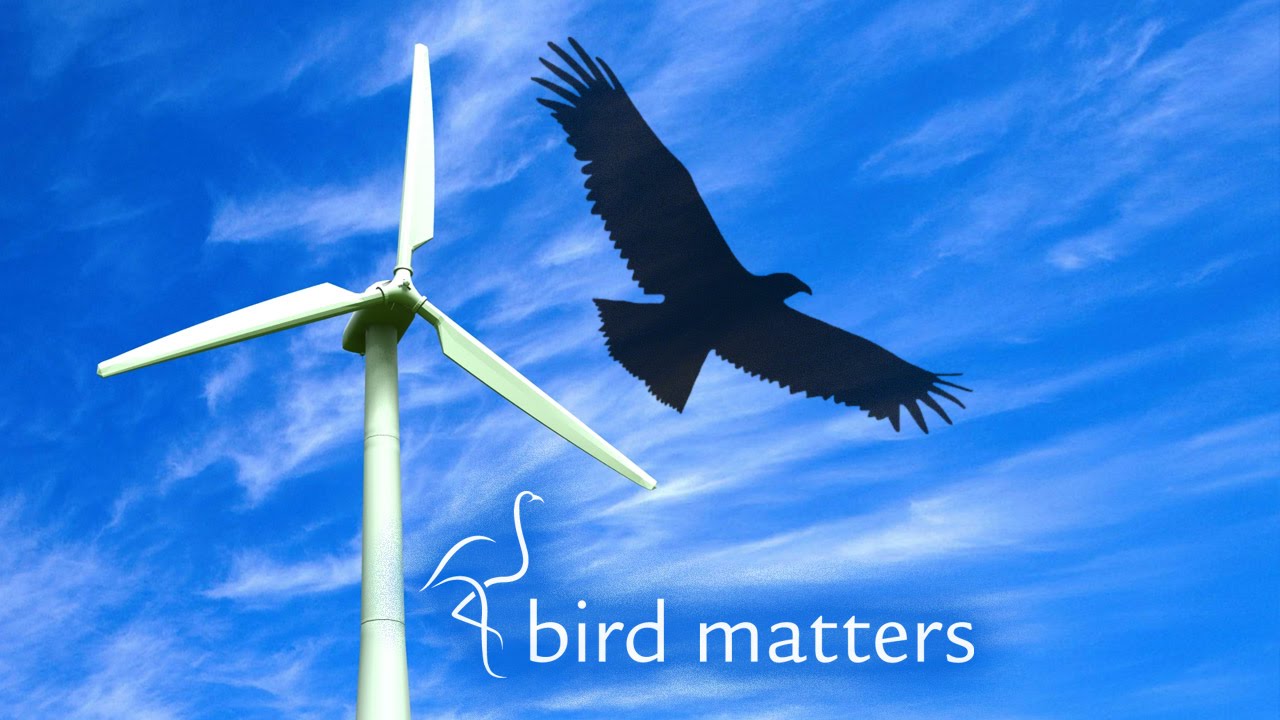 Wind Farms vs Birds – Bird Matters S01E09