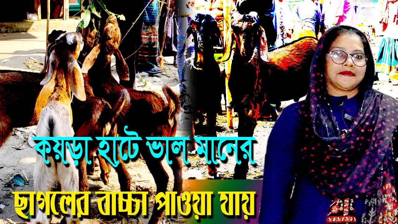 কয়রা হাট  ভালো মানের ছাগলের বাচ্চা পাওয়া যায় MUNNI KRISHI CHITRO
