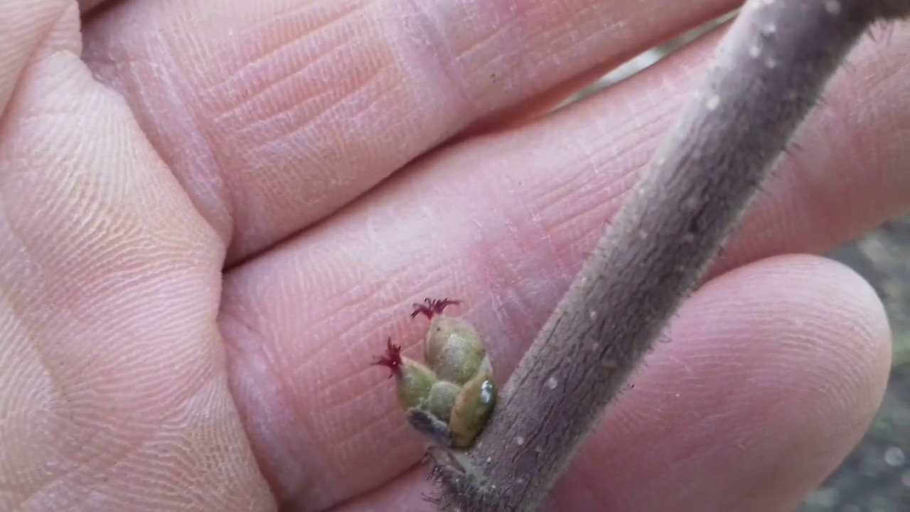 Фундук Трапезунд.Лучшее - враг хорошего.Часть первая.