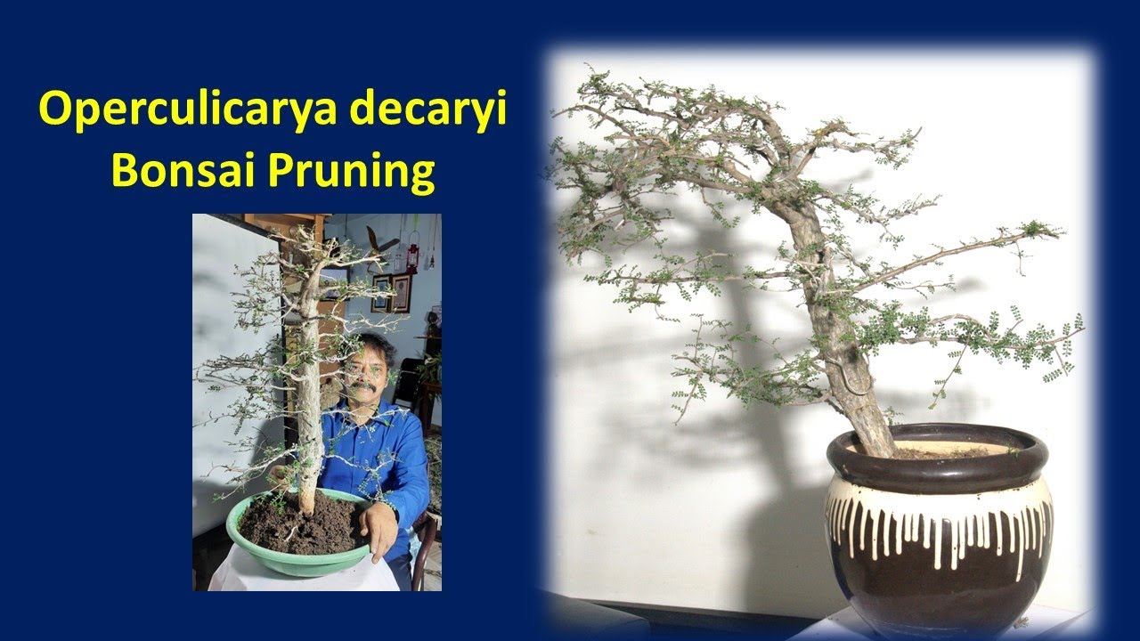 Operculicarya decaryi | elephant tree |  Bonsai pruning | Dr S Bakhtiar Choudhary