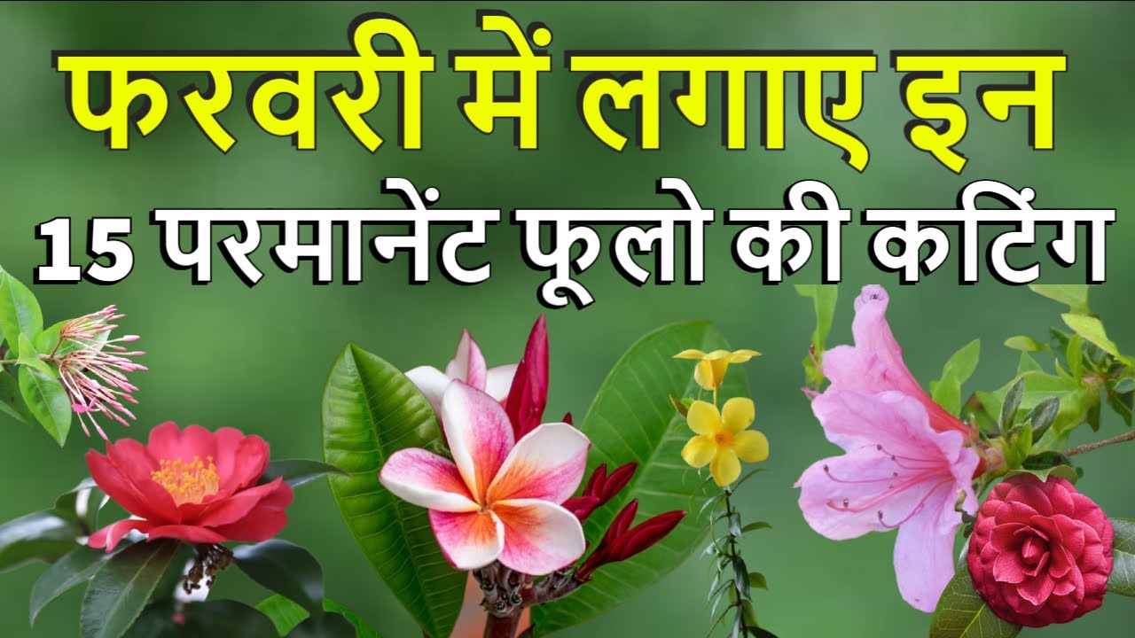 फरवरी में लगाए इन 15 परमानेंट फूलो को कटिंग से। Grow 15 Permanent Flowering Plant From Cuttings