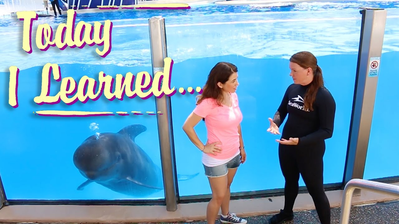 Today I Learned a Pilot Whale gets Beached in Florida Every Other Day