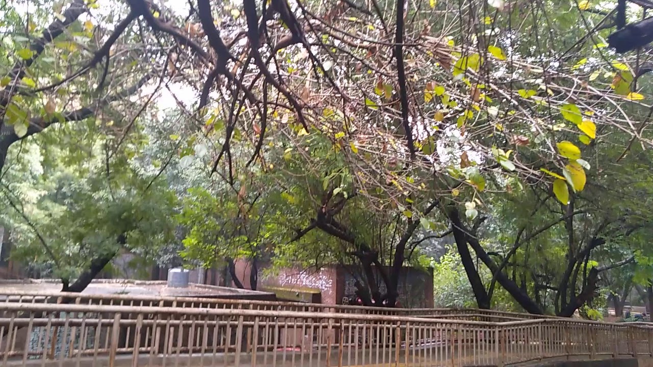 JNU School of environmental science greenary view after rain