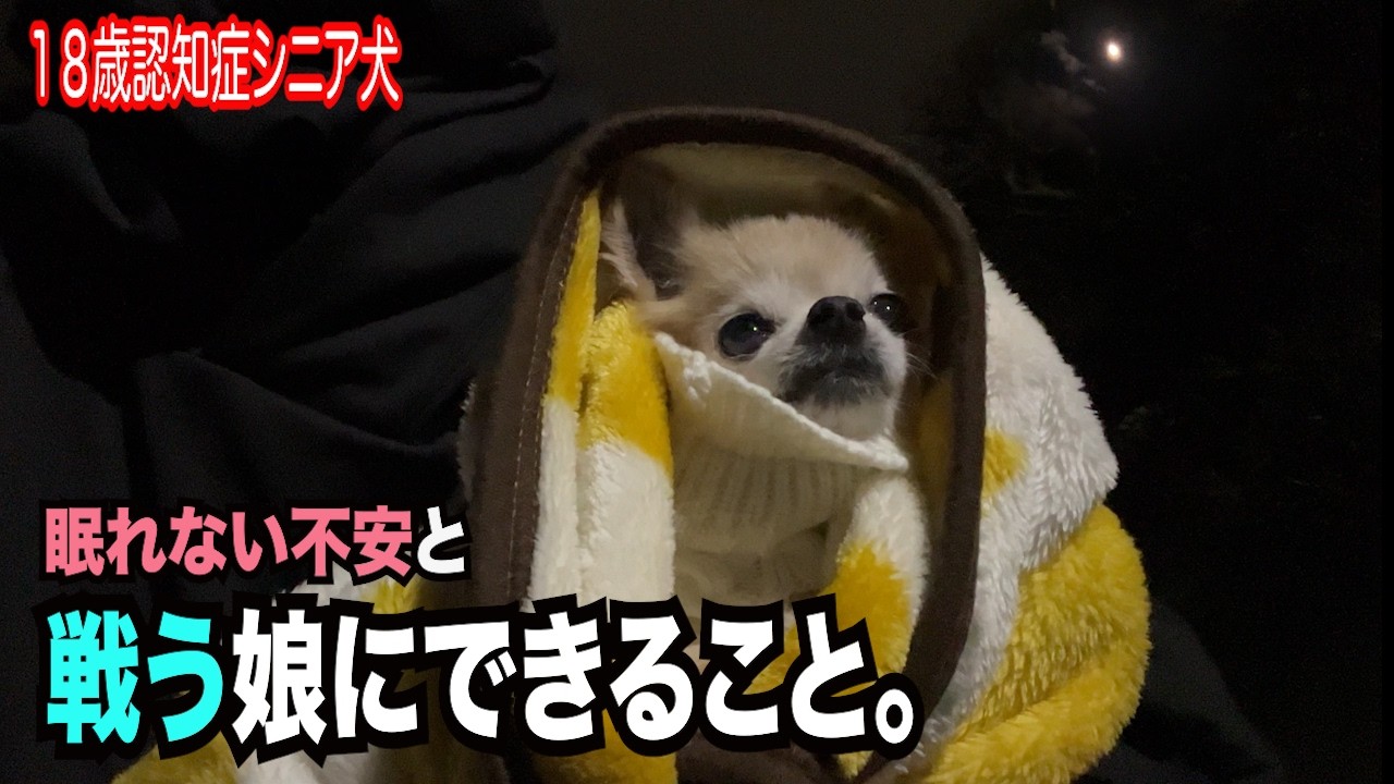 【認知症18歳シニア犬　眠れない不安と戦う娘にできること】
