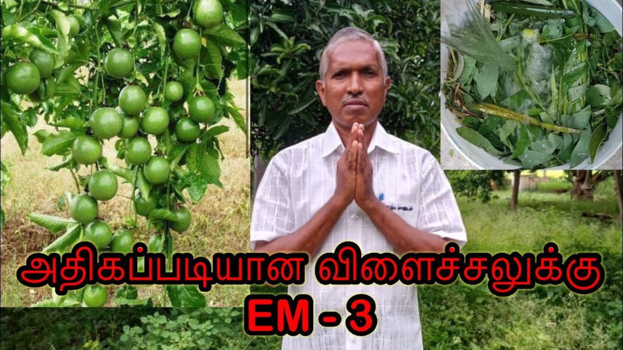 கலைச் செடிகளை கொண்டு தாவரங்களுக்கு தேவையான 16 நுண்ணுயிர்கள் தயாரிக்கும் முறை EM3