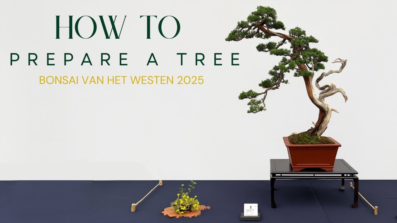 How to prepare a tree for a show - Bonsai van het Westen 2025
