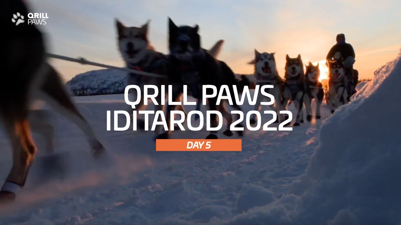 Iditarod Highlights | DAY 5 | QRILLPAWS 2022
