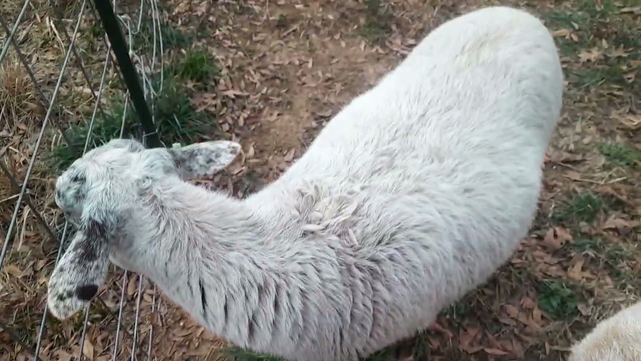 EP 202 Intro to my sheep