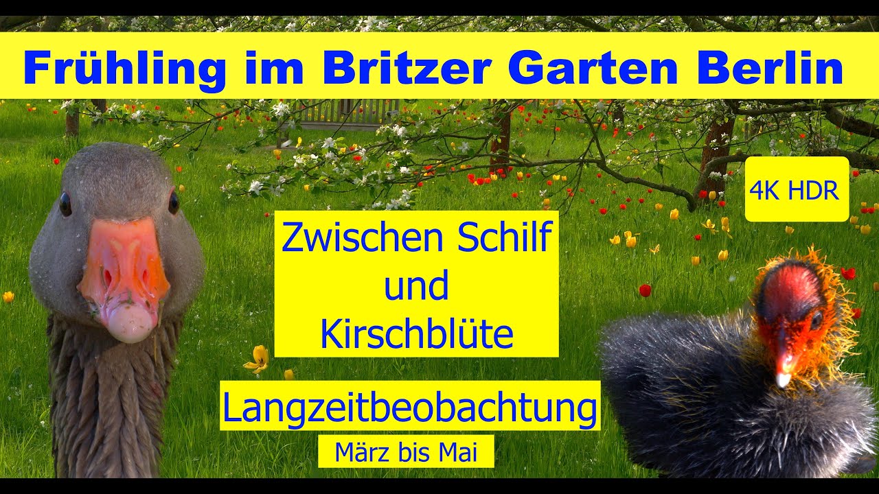 BRITZER GARTEN TEIL 1 - März bis Mai 2025 - Zwischen Schilf und Baumblüte