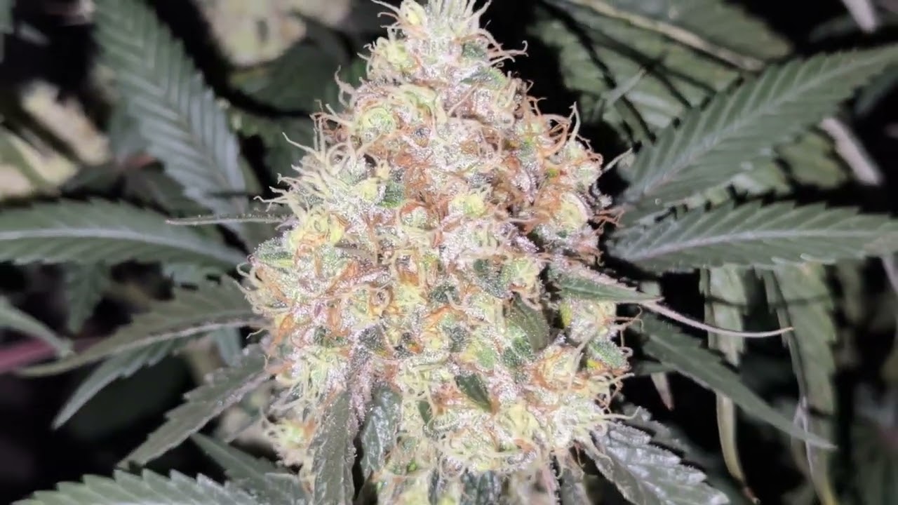 Animal Face by MSNL seeds