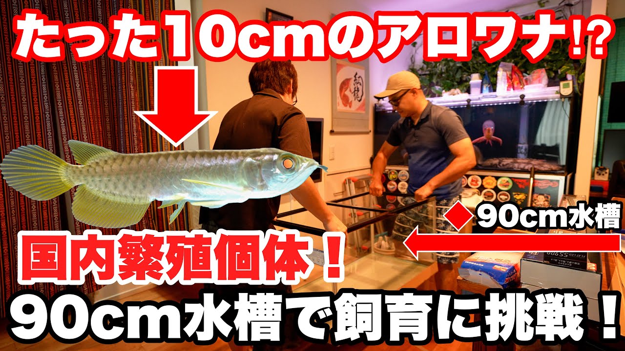 たった10cm⁉︎国産アロワナの稚魚お迎え！90cm水槽で金龍飼育に挑む！　＃金龍 #アロワナ #アロワナ飼育 #熱帯魚 #アクアリウム #水槽設置 #90cm水槽