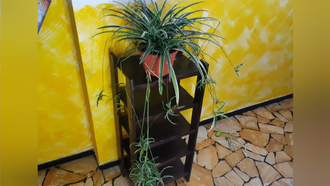 Falangio (Chlorophytum) Nastrino - Spider Plant - attacco parassiti-