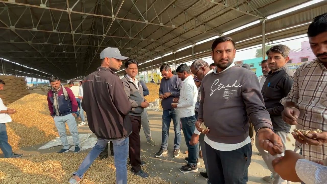 मूँगफली के भाव बीकानेर अनाज मंडी 🥜🥜 #मूंगफली #bikaner 
