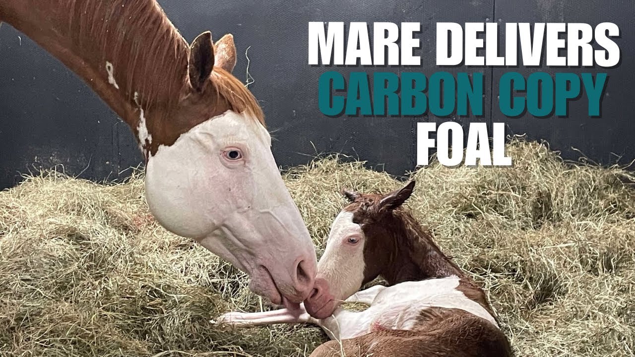Mare Hit Copy And Paste With Her Foal