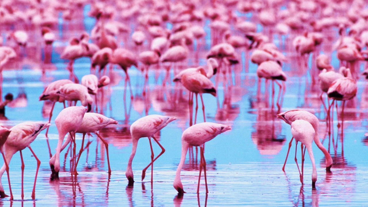 Голоса птиц Как поёт Фламинго Phoenicopterus