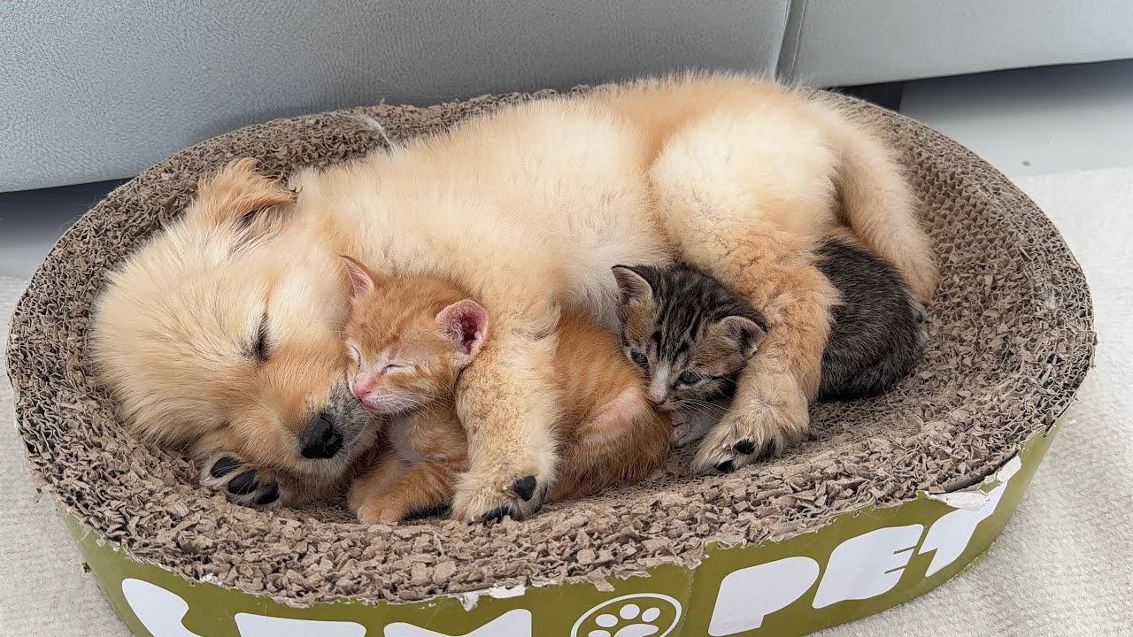 Two tabby kittens were treated like their own children by a golden retriever puppy.