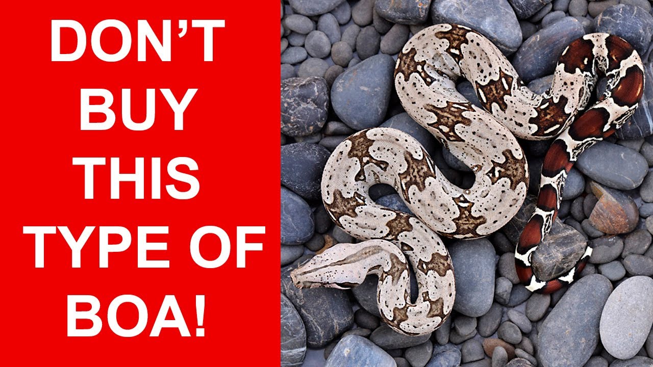 Pet Boa Origins: Captive Bred vs. Wild Caught vs. Farm Bred (AVOID This Type!)