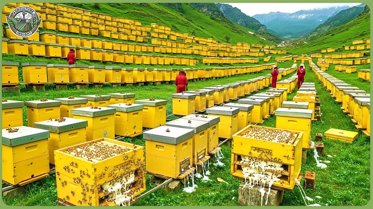 World&rsquo;s Most Expensive Royal Jelly Factory Processing &ndash; How Royal Jelly Is Made