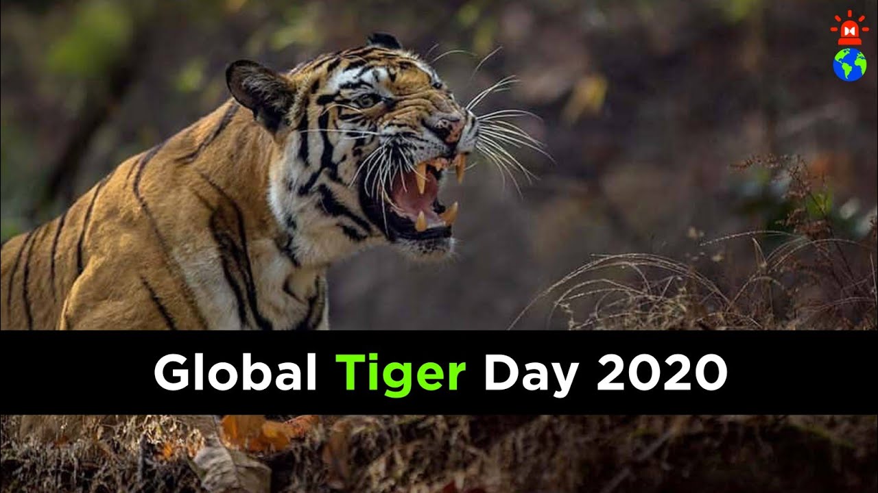Global Tiger Day 2020 | 29th July | Eco Alarmist