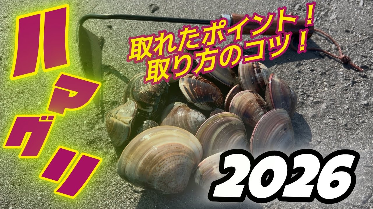 【2026年】無料で潮干狩り！今年のハマグリの取れ具合は？