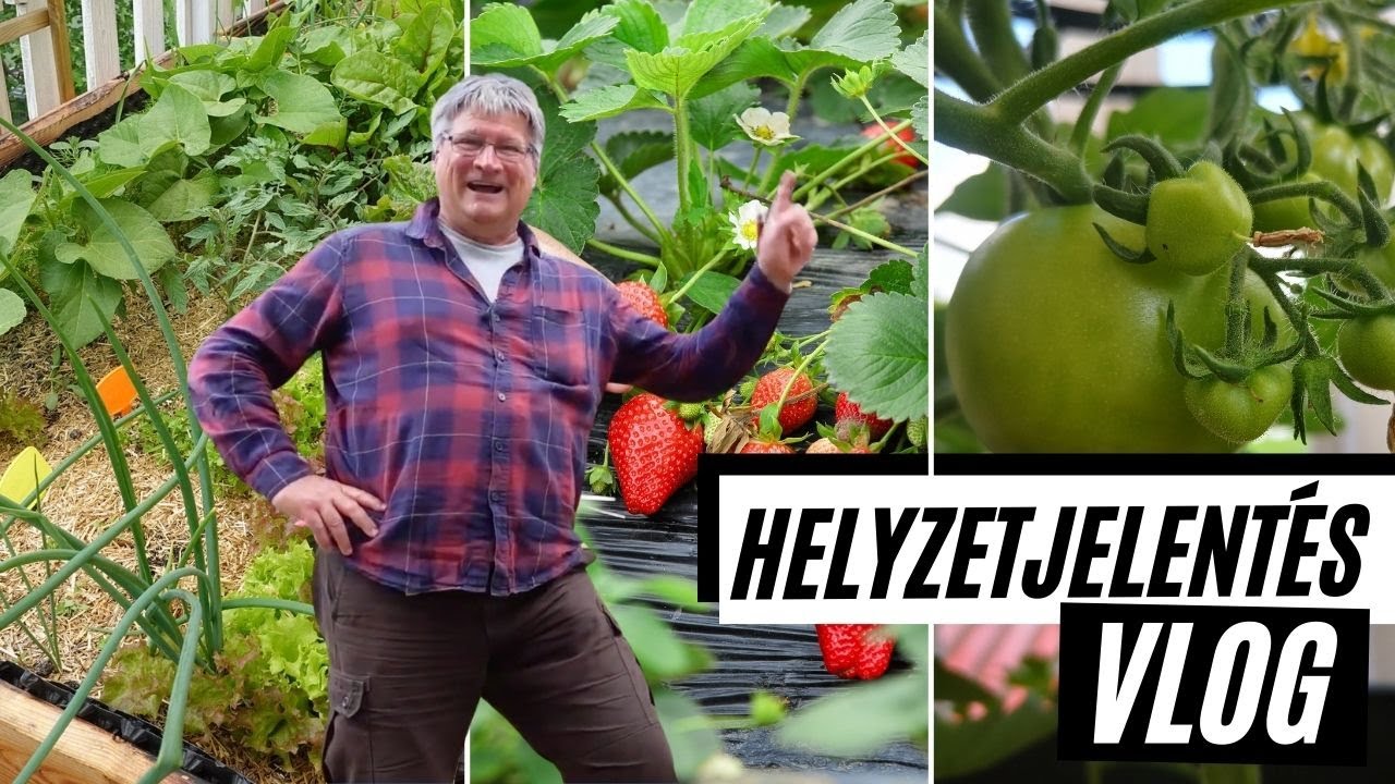 VLOG: Helyzetjelentés 🌿  -  Így áll a veteményes a mintakertünkben 🥕   I   Kreatív Farmer