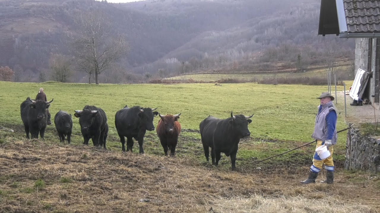 - MLADI BIKOVI ERINGERI I SALERSI HITKA KUCUKOVICA STIGLI SA PASE U STALU