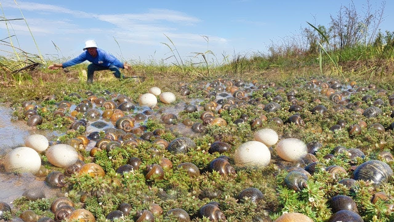 OMG amazing ! a man searching & catch snails when dry water at field in dry season today