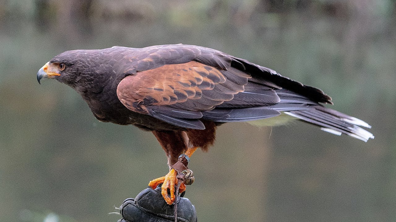 THE FALCONER'S QUEST WARWICK CASTLE 4K