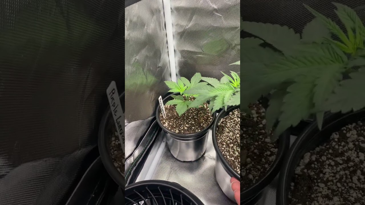 Update Day 31 Purple Bubba Kush From Veg To Flower