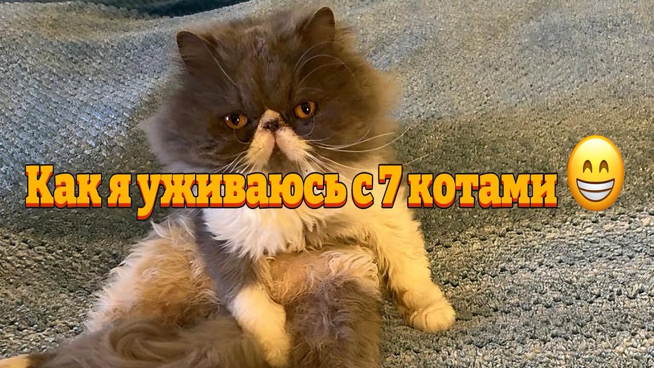 Мои коты Вам для хорошего настроения ❤️