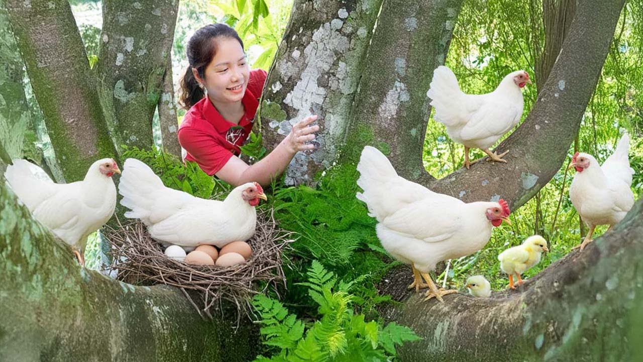 Harvesting Pheasant Chickens To Sell At The Market - Buy Ducks To Raise | Hanna Daily Life