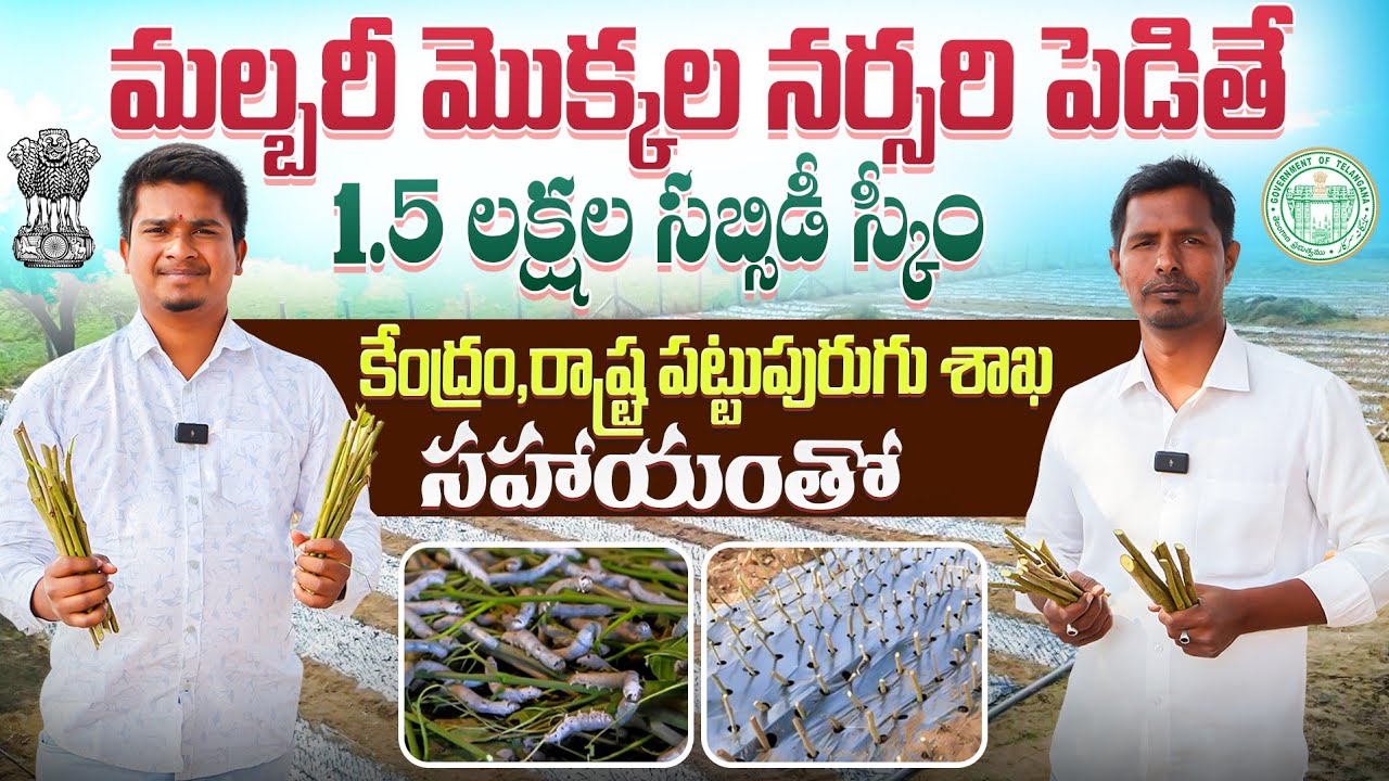 Mulberry Kisan Nursery Subsidy Scheme | పట్టుపురుగుల మల్బరీ నర్సరీ సబ్సిడీ స్కీం | Shiva Agri Clinic