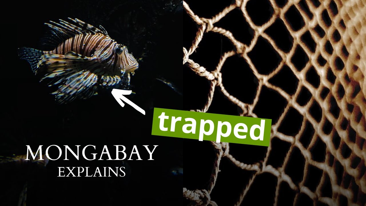 What is the problem with fishing gear? | Mongabay Explains
