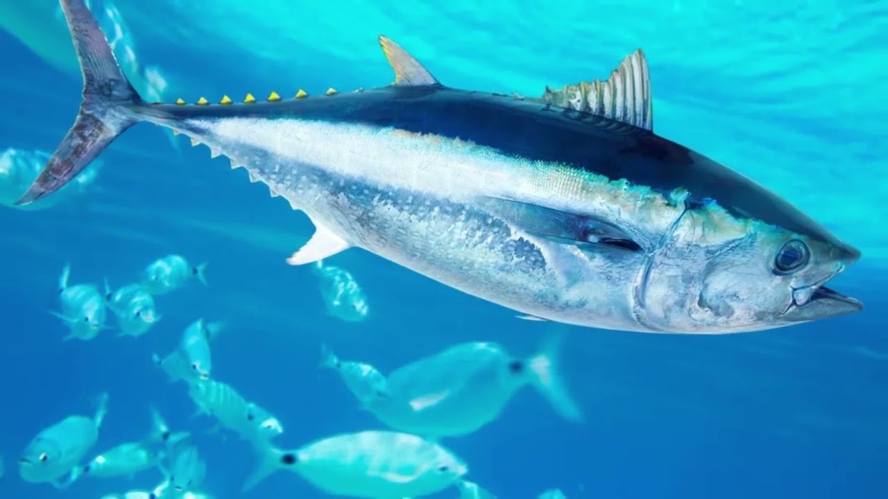 [Bluefin Tuna] Incredible Bluefin Tuna Facts! || Bluefin Tuna Classification and Scientific Name