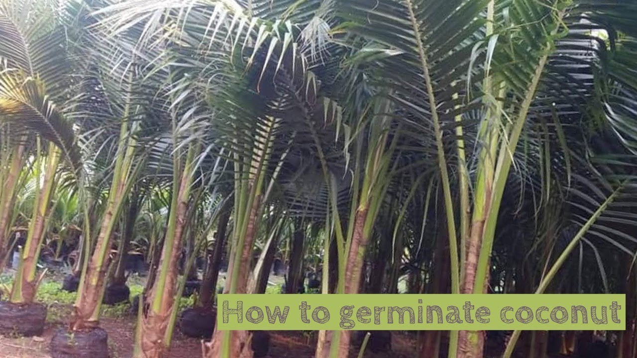 How to germinate coconut from the seed