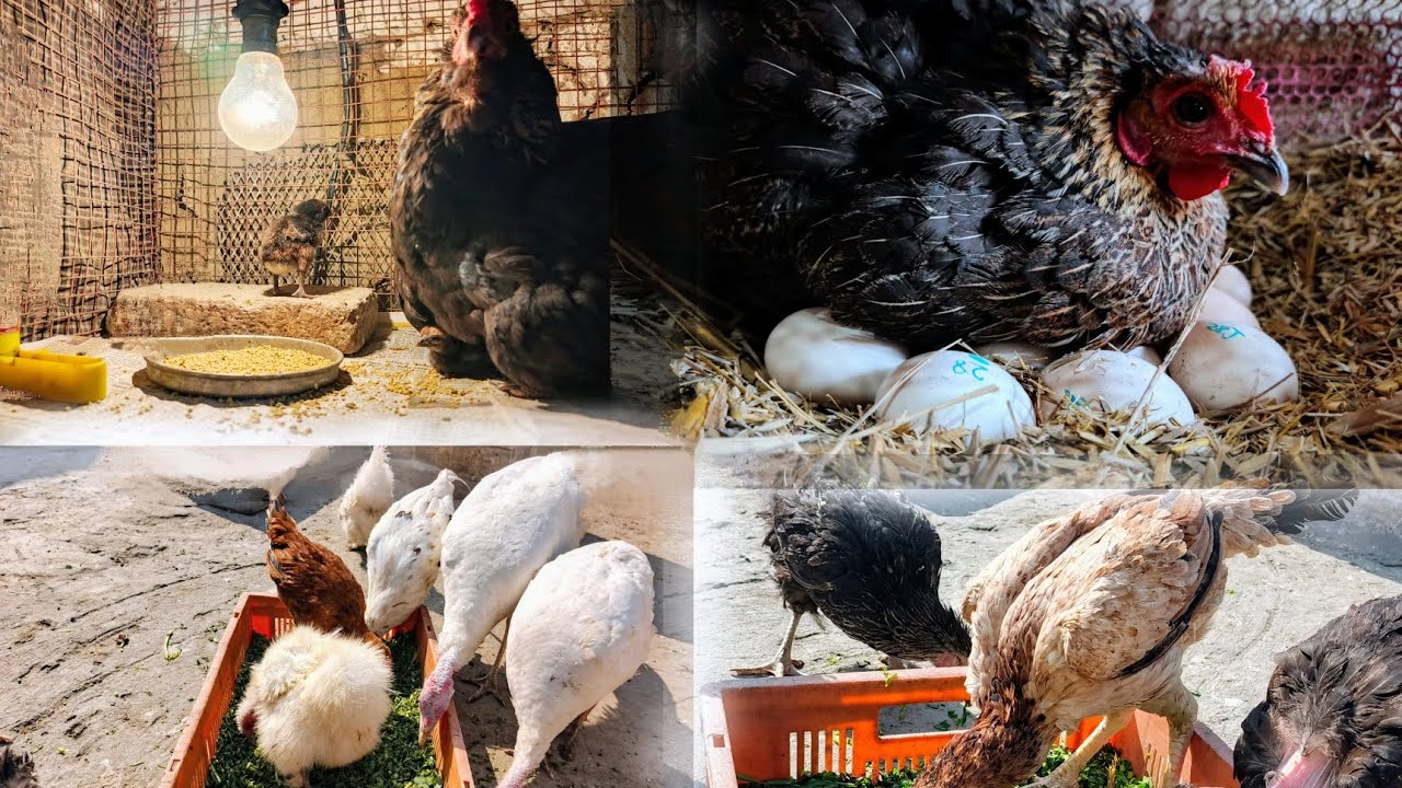 Choti Murgi Ko Achank Ando 🥚 Par Baitha        Dia#Blackey Chicks 🐥 Update