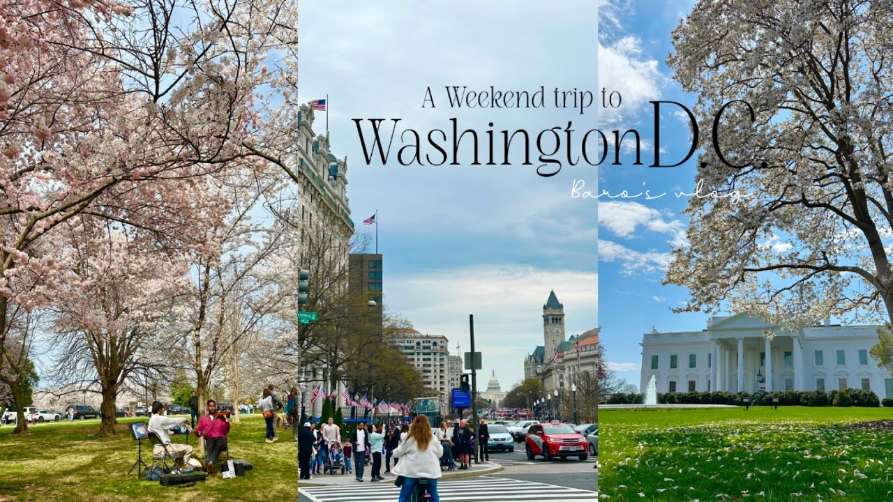 🇺🇸워싱턴D.C.여행🌸백악관부터 벚꽃축제까지 필수명소 총정리 | 로컬들이 추천하는 D.C.맛집 대방출 | 미국 워싱턴D.C. 여행 브이로그