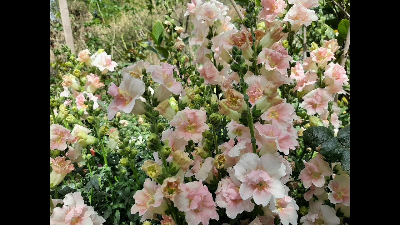 Cuidados del Antirrhinum majus / Conejitos / Snapdragon / Perritos / Boca de dragon