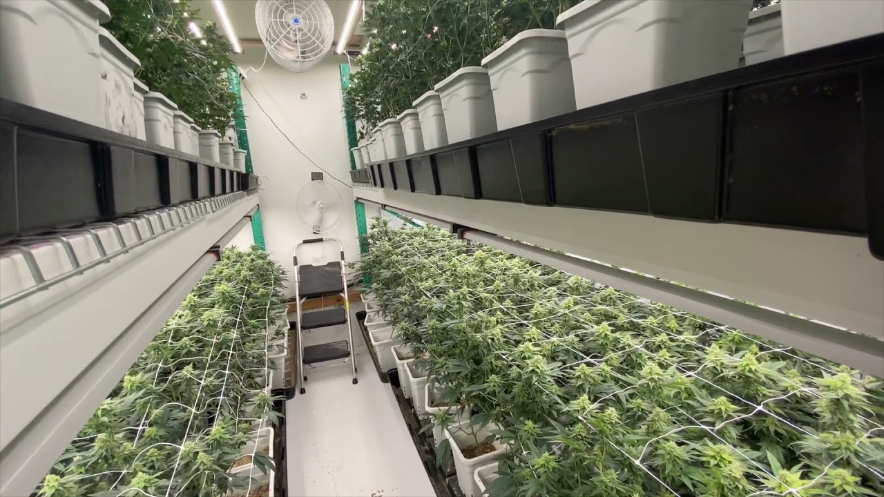 Ca Indoor Medical Grow - LED Homegrow