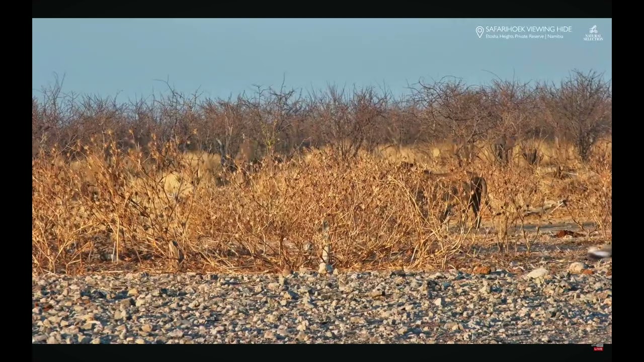 Little Jackal  Bother A Male Lion